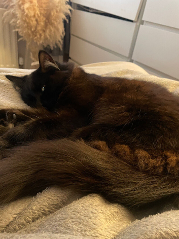 Storms and shadow black cats