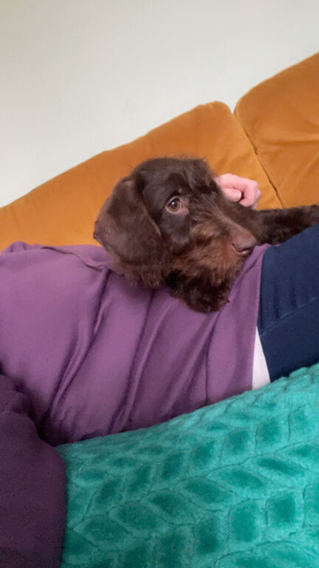 Nearly 13 month old male puppy