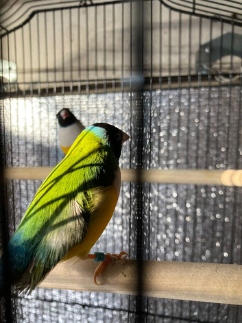 Male Gouldian Finches