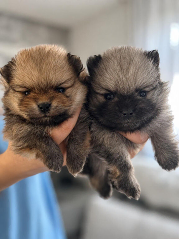 Quality Pomeranian Boys