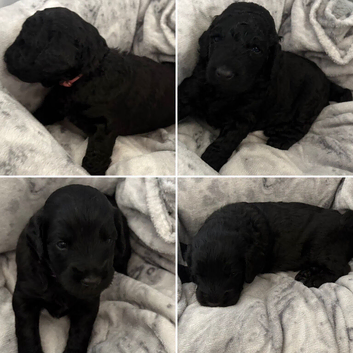 Beautiful black F2 Labradoodles