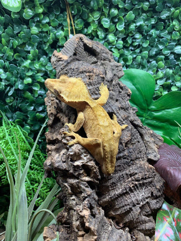 Adult Yellow Male Crested Gecko (missing tail) for re-homing