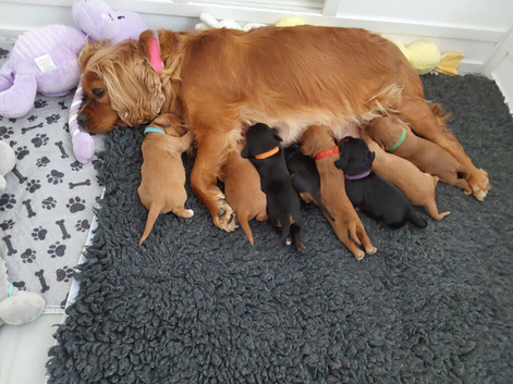 Cavalier king charles spaniel