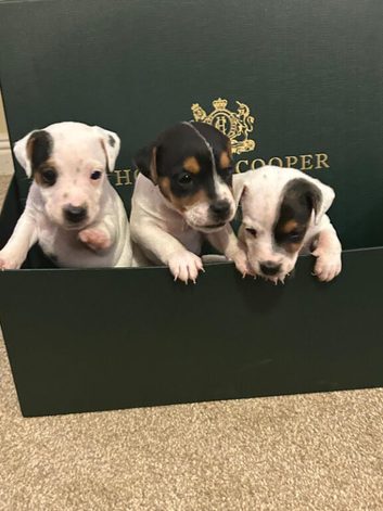 A cracking litter of Parson Jack Russell