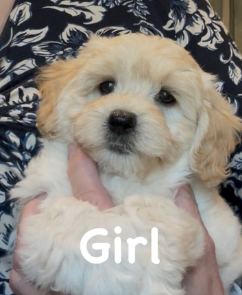 Outstanding Quality Maltipoo Puppies DNA Health Tested Clear Parents