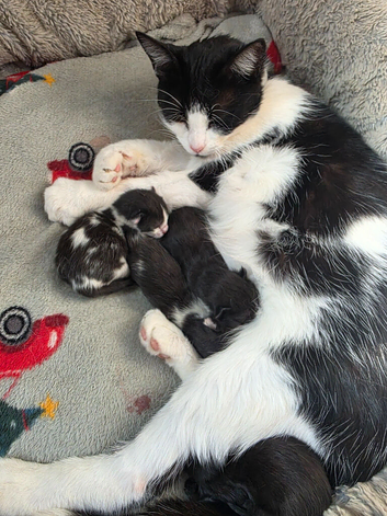 Mixed breed kittens