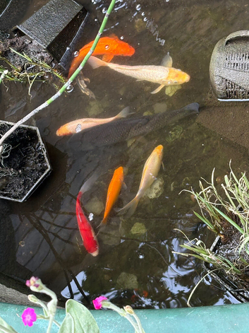 Beautiful Fish Looking For a Home