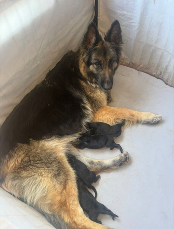 Kc reg German shepherd male pup