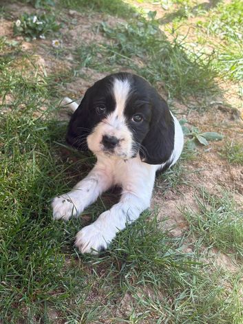 Stunning cocker spaniel puppies