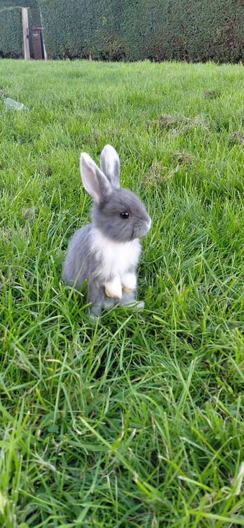 6 baby rabbits 8weeks old