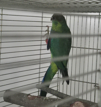 Pileated Red Capped Parrot