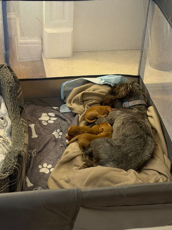 Cockapoo x
