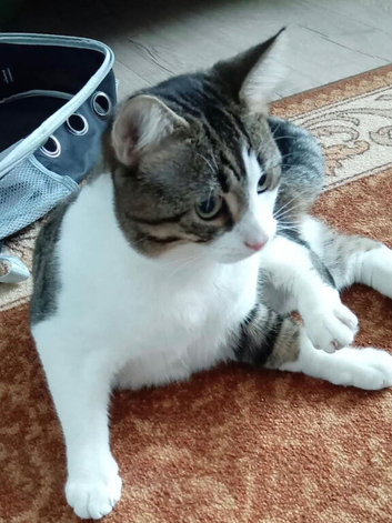 Sweet Male Cat