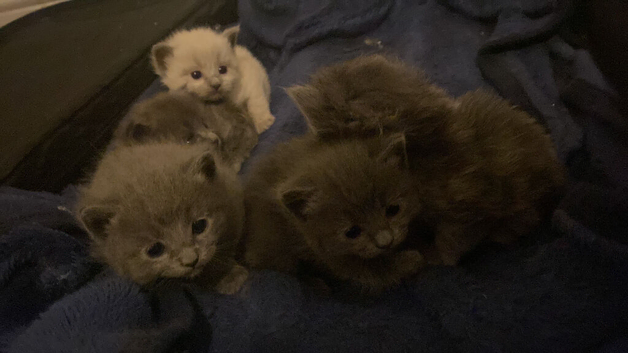 Ragdoll X British Kittens
