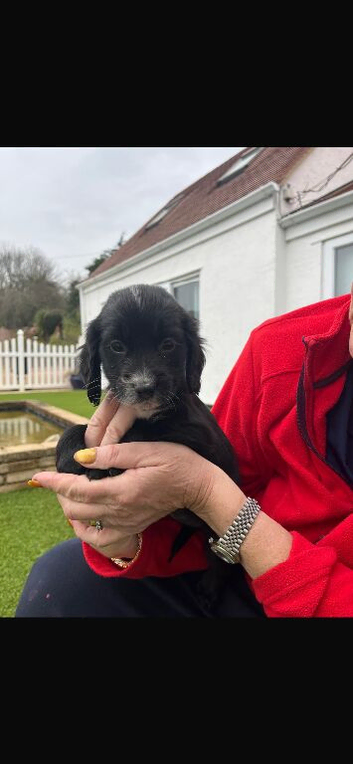 Cocker spaniel puppies