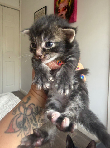 4 beautiful kittens (and Mamma)