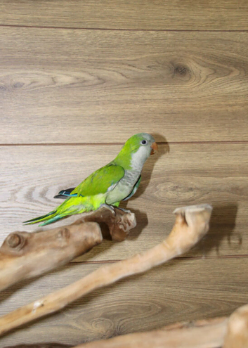 Baby Green Quaker,19
