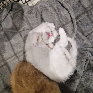 Kittens