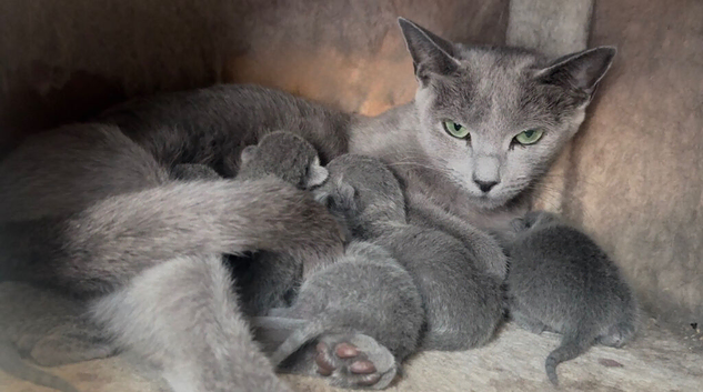 Pure Russian Blue kittens looking new home