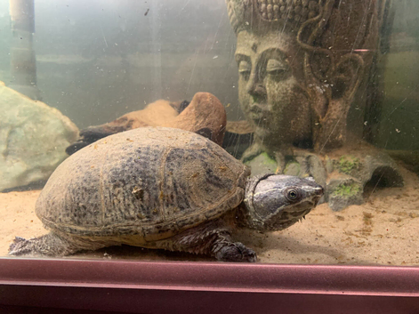 Musk Turtle including Tank and Filter