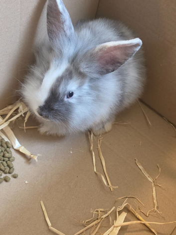 Baby rabbit