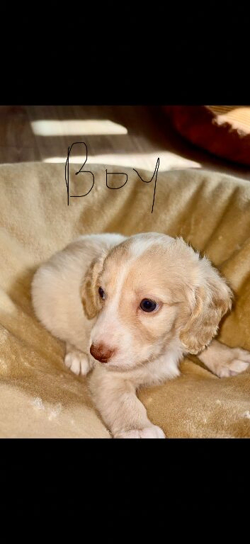 Cockapoo puppies