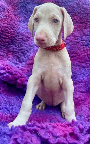 KC registered health tested Dobermann puppies