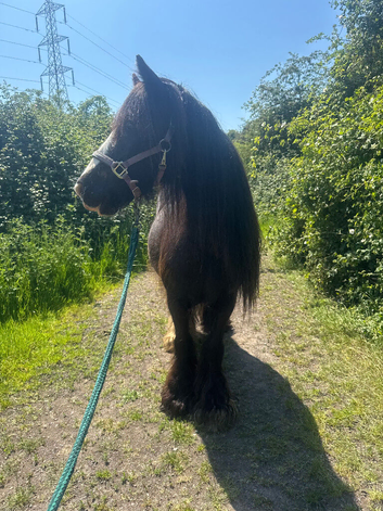 12.2 cob mare