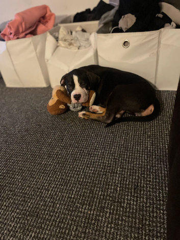 Female puppy