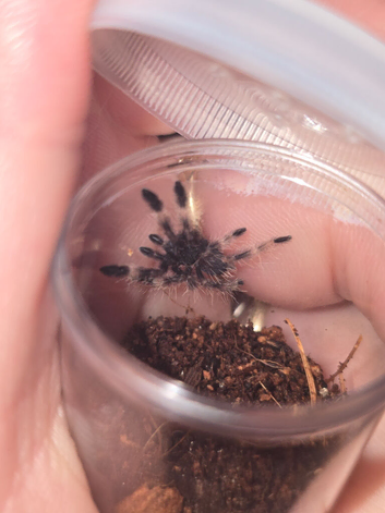 Psalmopoeus victori slings
