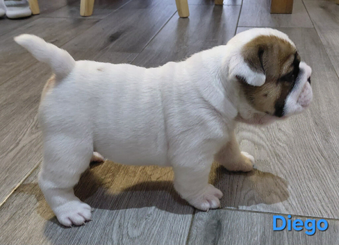 English Bulldog Puppies