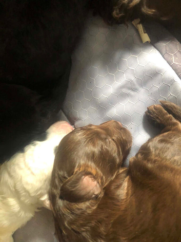 Cockapoo puppies for sale