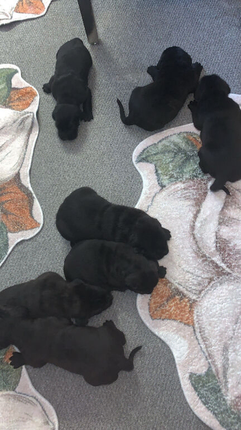 Cane corso pups
