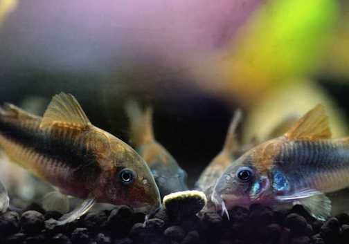 Various species of Corydoras. Adult breeding pairs. Corydoras paleatus fry 2-2,5  cm in size-&pound;3.
