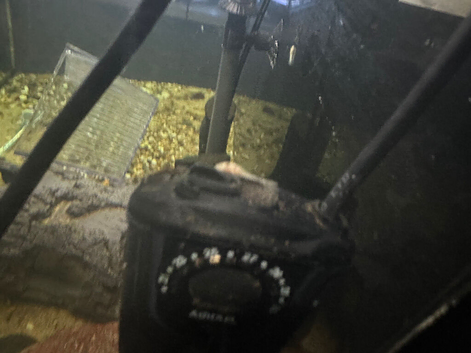 bristlenose plecos