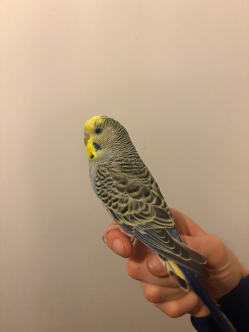 Budgie