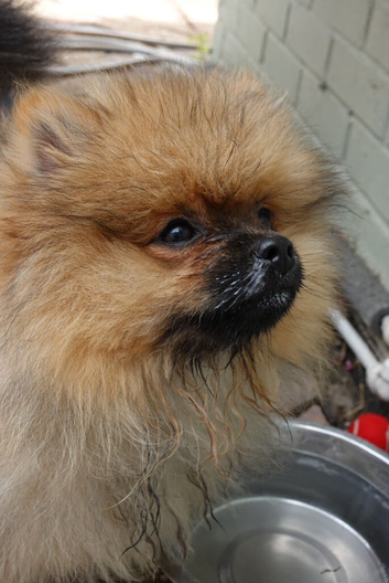 Pomeranian