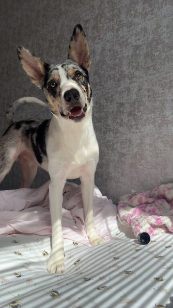 blue merle border collie