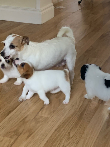 Jackrussle