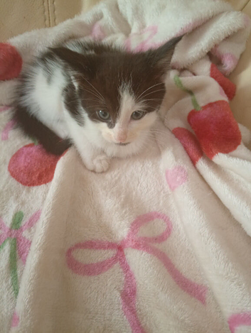 2  kittens
