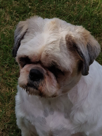 Shih-Tzu For Rehoming