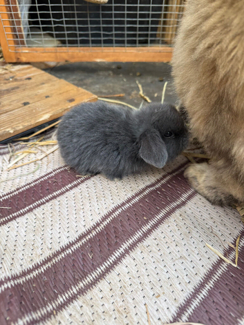 1 x Mini lop, blue buck left