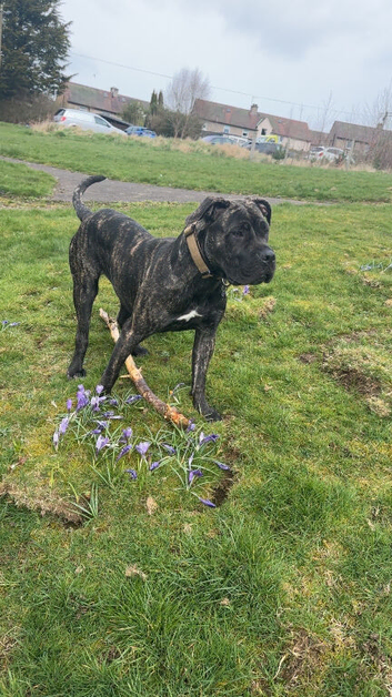 1 year old female mastiff