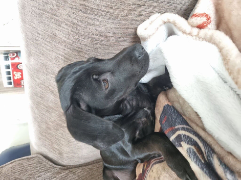 Daushund cross