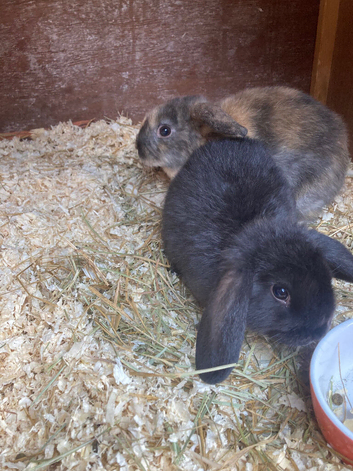5 Lops