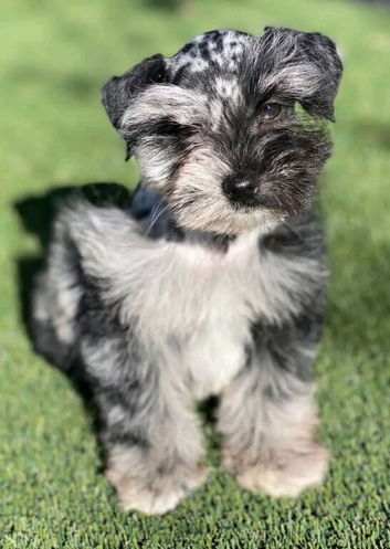 Amazing kc reg mini schnauzer puppies