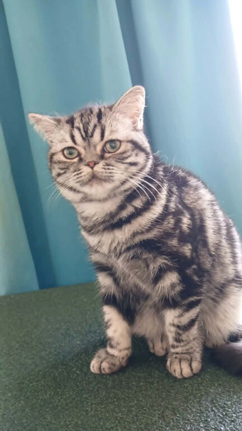 Bsh. Silver Classic Tabby .
