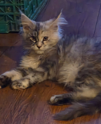 Gorgeous Mainecoons