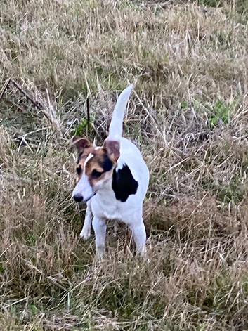 Spot