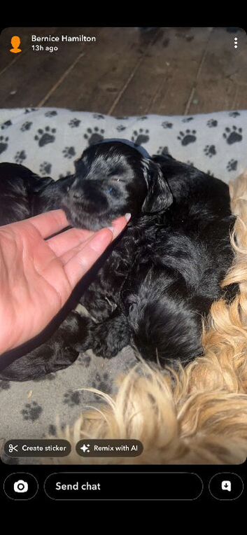 Cocker spaniel puppies
